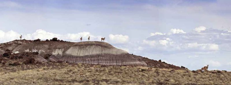 prong horns - petrified forest national park.jpg